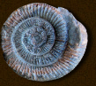 Ammonite